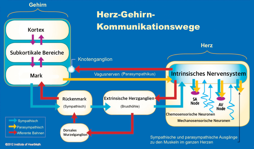 Übersicht über die Herzfrequenzvariabilität - Abbildung 1